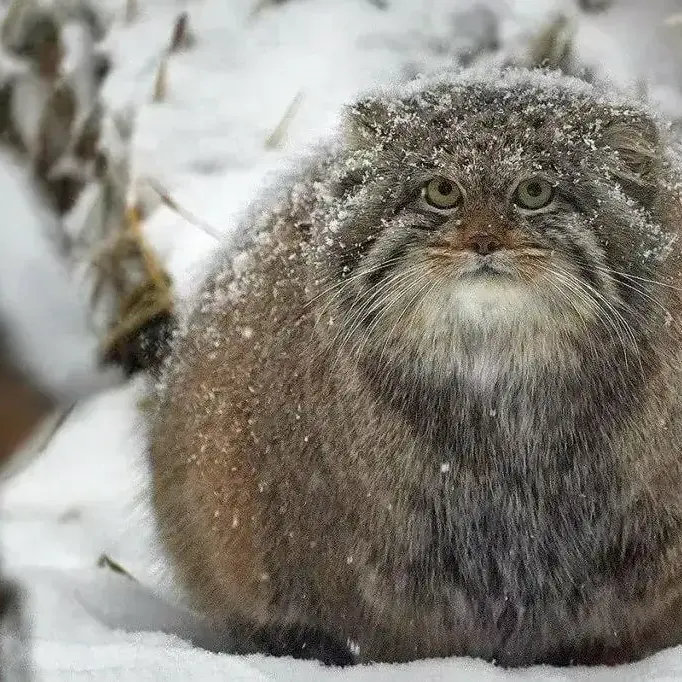 ノヴォシビルスク動物園のミアの写真