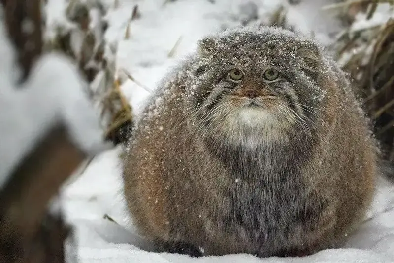 ノヴォシビルスク動物園のミアの写真