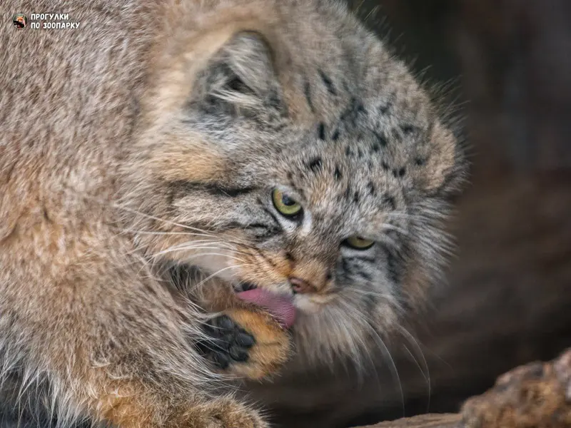 レニングラード動物園のシューの写真