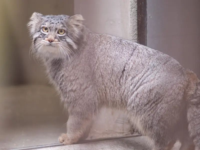 野毛山動物園のフィーガの写真