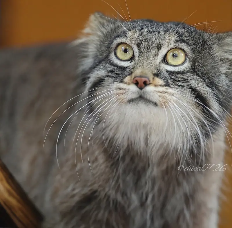 野毛山動物園のフィーガの写真