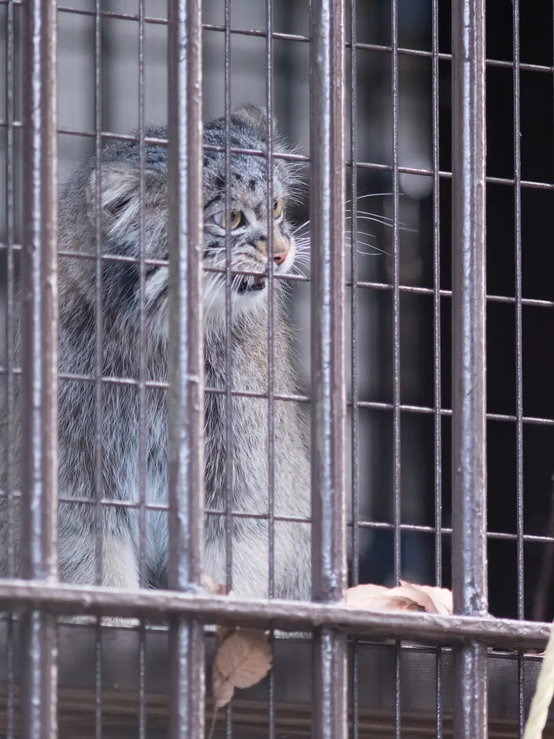 野毛山動物園のフィーガの写真