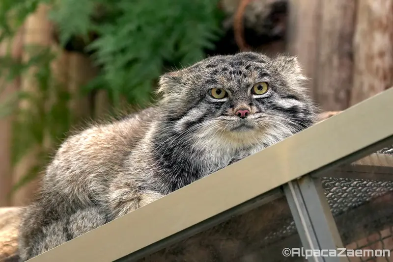 神戸どうぶつ王国のナルの写真