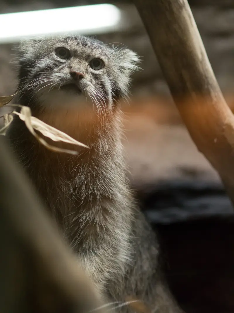 恩賜上野動物園のクリョンの写真