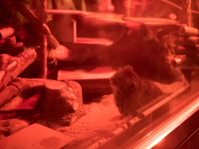 恩賜上野動物園のナイマの写真