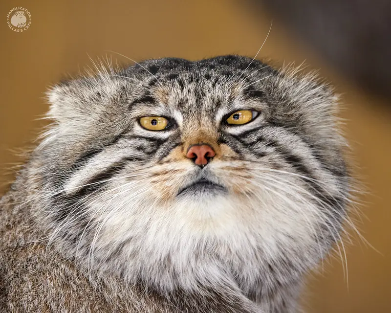 旭山動物園のグルーシャの写真