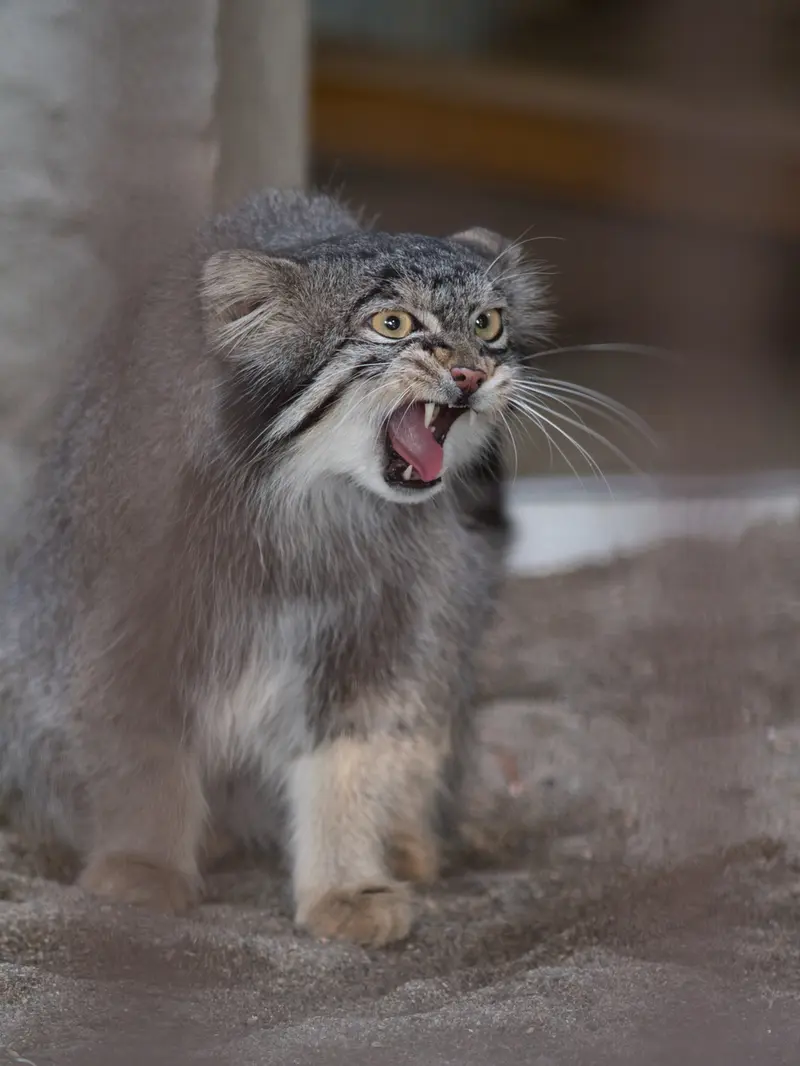 野毛山動物園のフィーガの写真