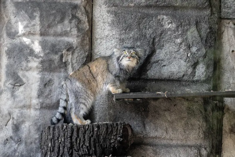 モスクワ動物園のティモフェイの写真