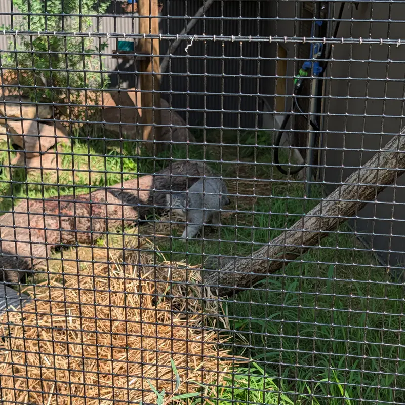 エルムウッド・パーク動物園のマヌルネコの写真