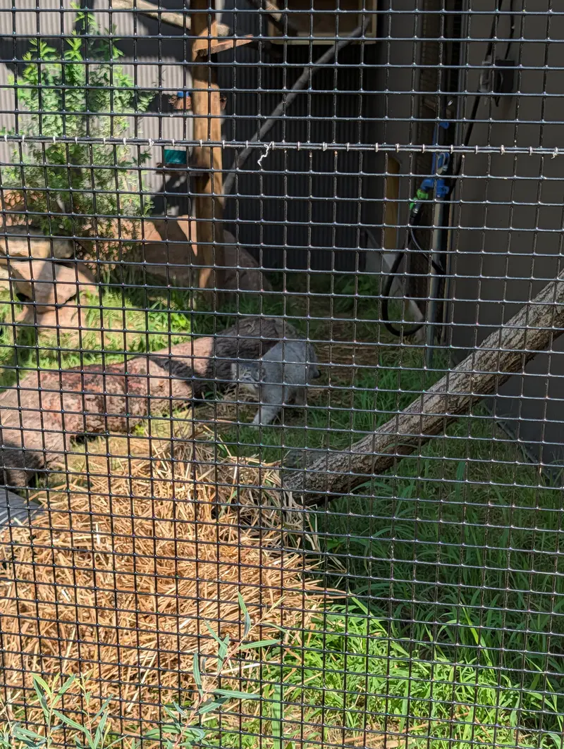 エルムウッド・パーク動物園のマヌルネコの写真