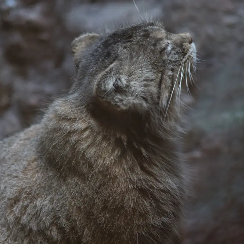 恩賜上野動物園のプリームラの写真