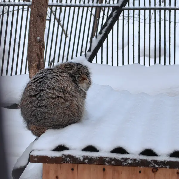 ノヴォシビルスク動物園のマリクの写真