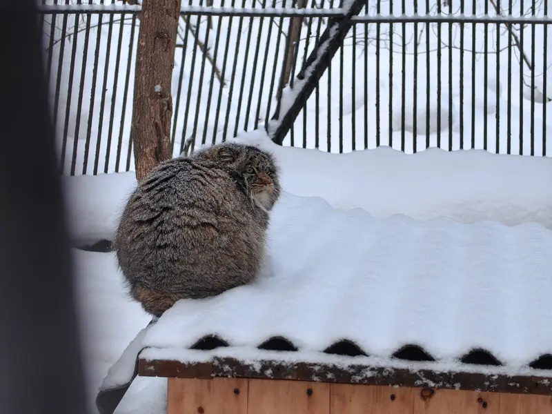 ノヴォシビルスク動物園のマリクの写真