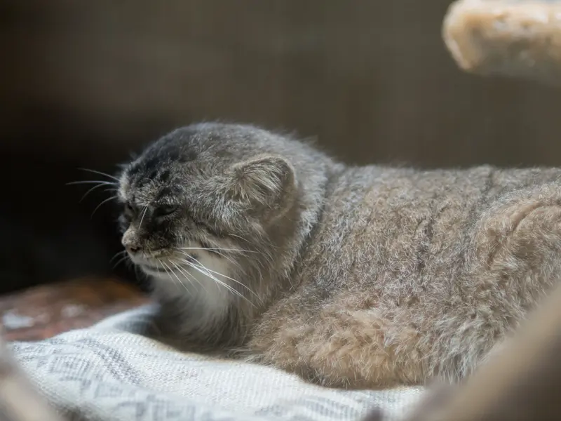 恩賜上野動物園のプリームラの写真