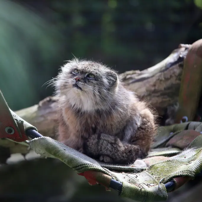 ウッチ動物園のパッツォの写真