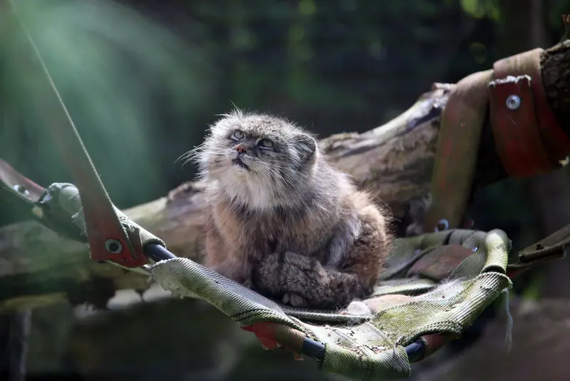 ウッチ動物園のパッツォの写真