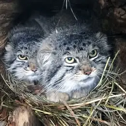 シャイアン・マウンテン動物園のボーとナンシーの写真