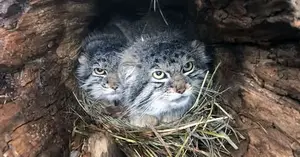 シャイアン・マウンテン動物園のボーとナンシーの写真