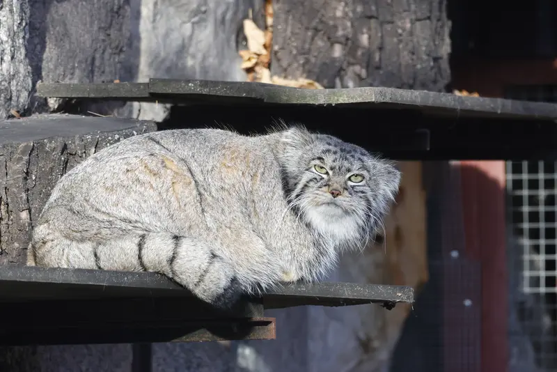 モスクワ動物園のティモフェイの写真