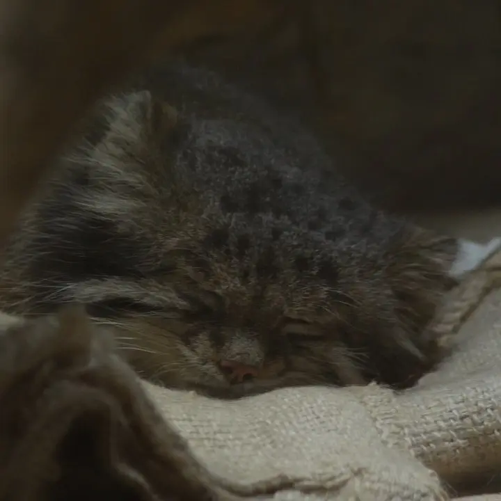 恩賜上野動物園のマヌルネコの写真