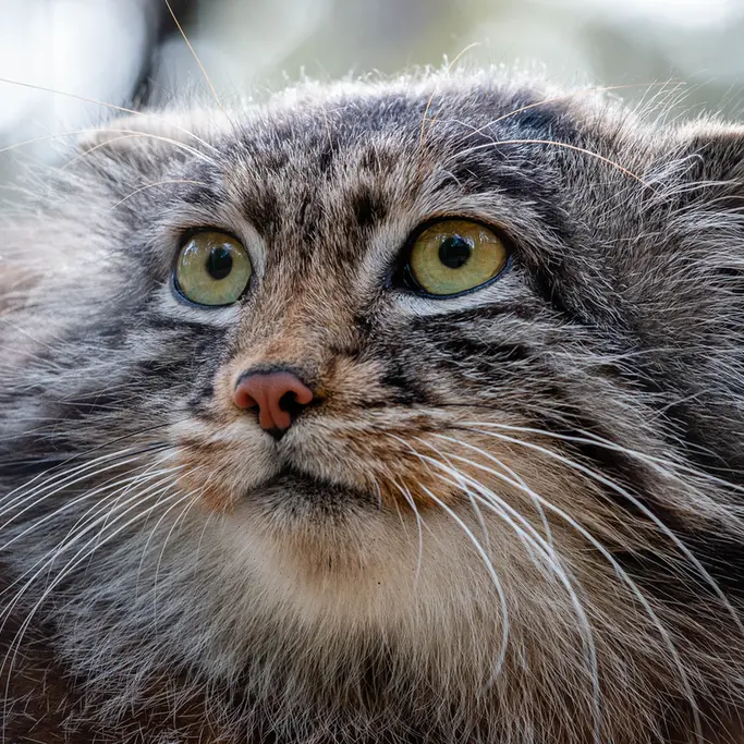 ノヴォシビルスク動物園のグレイの写真