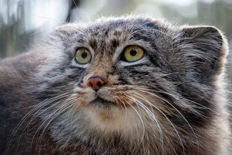 ノヴォシビルスク動物園のグレイの写真