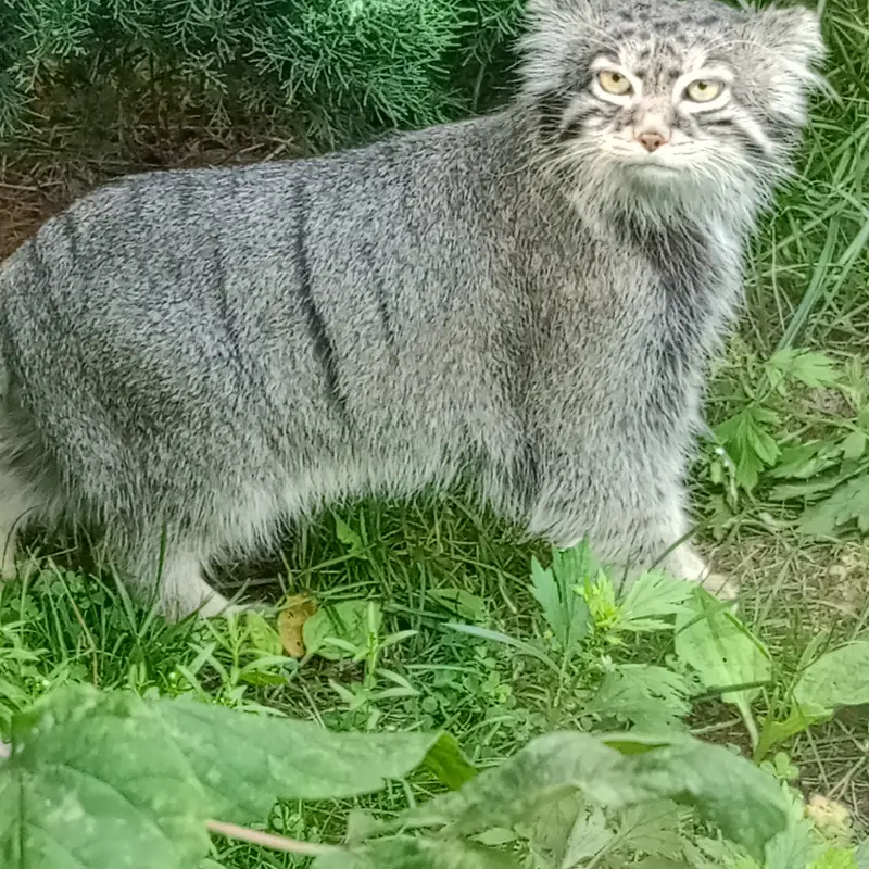 モスクワ動物園のティモフェイの写真
