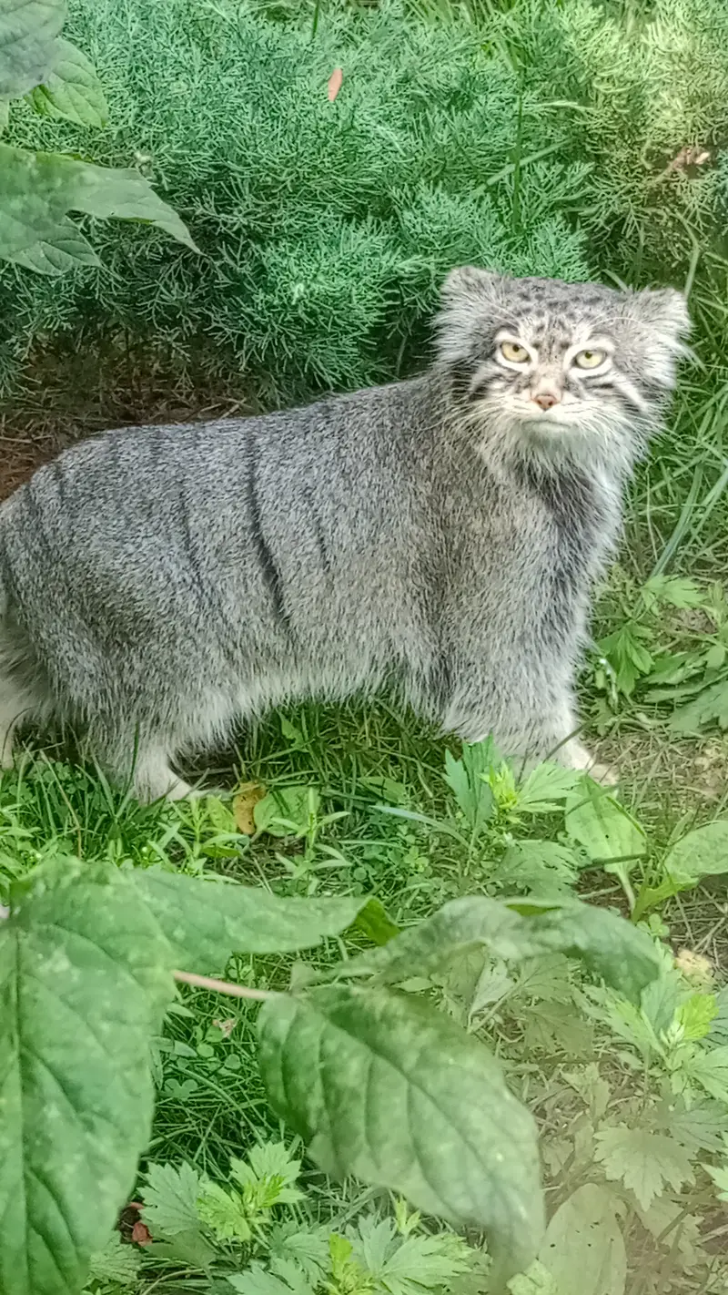 モスクワ動物園のティモフェイの写真