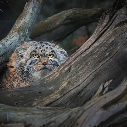 ヴロツワフ動物園のナザルの写真