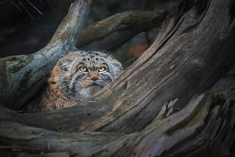 ヴロツワフ動物園のナザルの写真