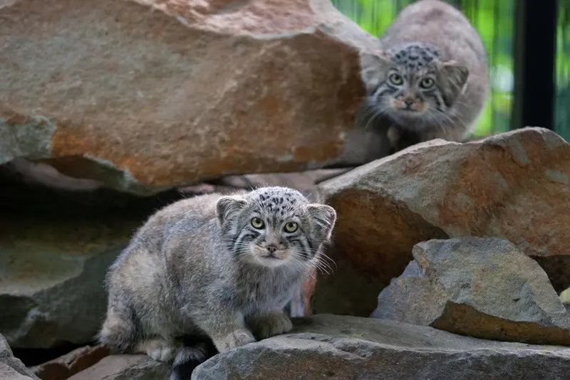 クラクフ動物園のエルデネ Ⅲ の息子（2016年生まれ）とエルデネ Ⅳ の息子（2016年生まれ）の写真