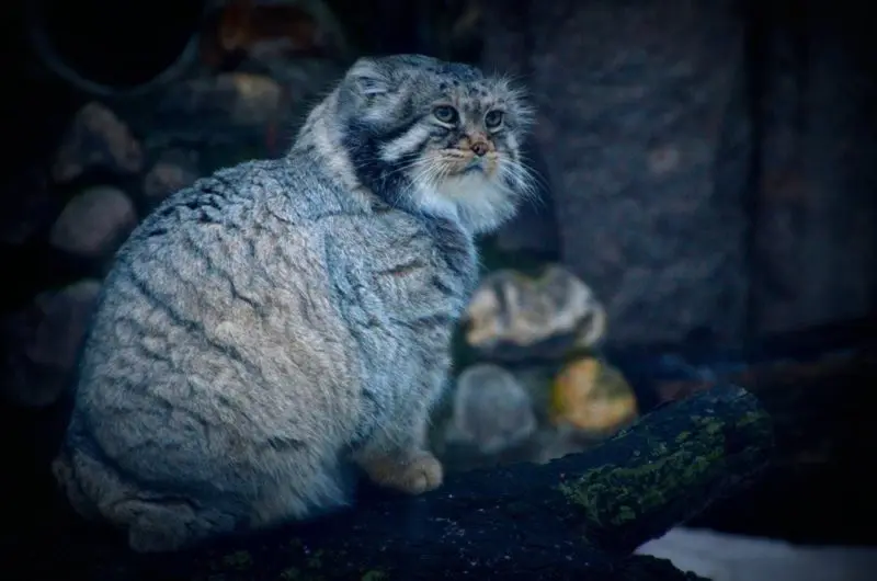 モスクワ動物園のヴァディムとヴァルヴァラの写真