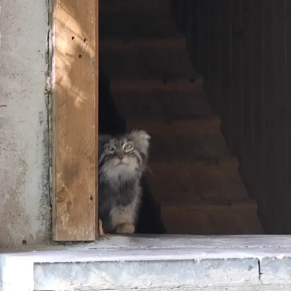 モスクワ動物園のマヌルネコの写真