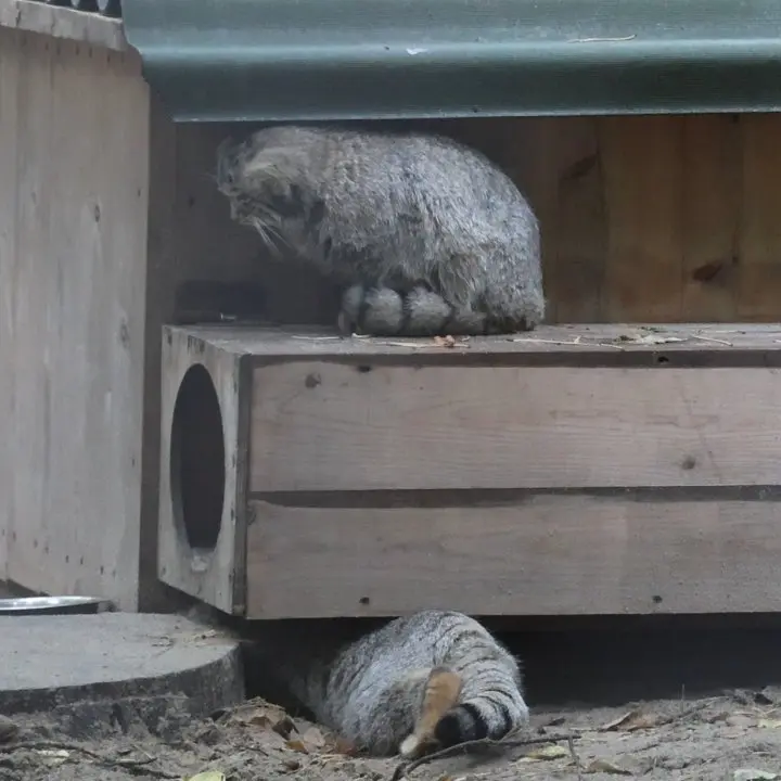 ノヴォシビルスク動物園のマヌルネコの写真
