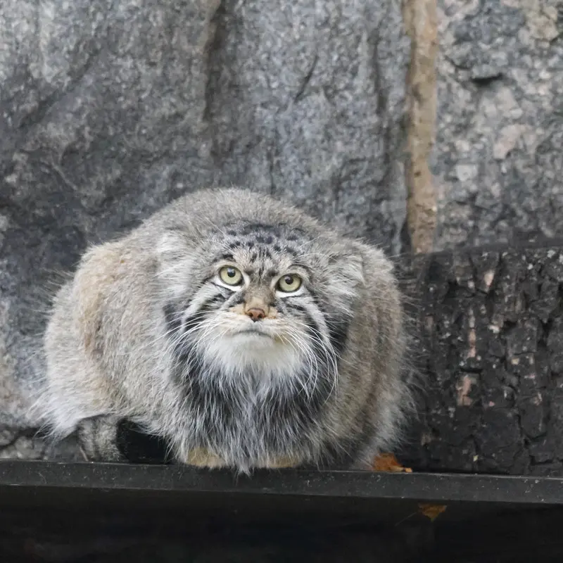 モスクワ動物園のティモフェイの写真
