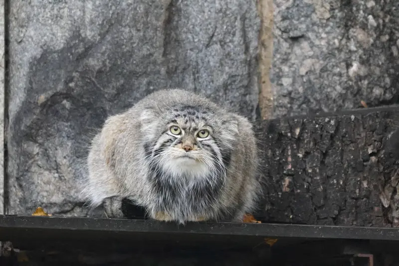 モスクワ動物園のティモフェイの写真