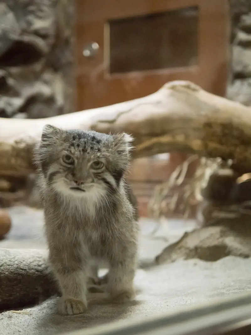 恩賜上野動物園のクリョンの写真