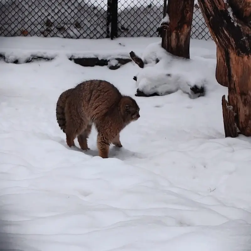 ノヴォシビルスク動物園のマヌルネコの写真