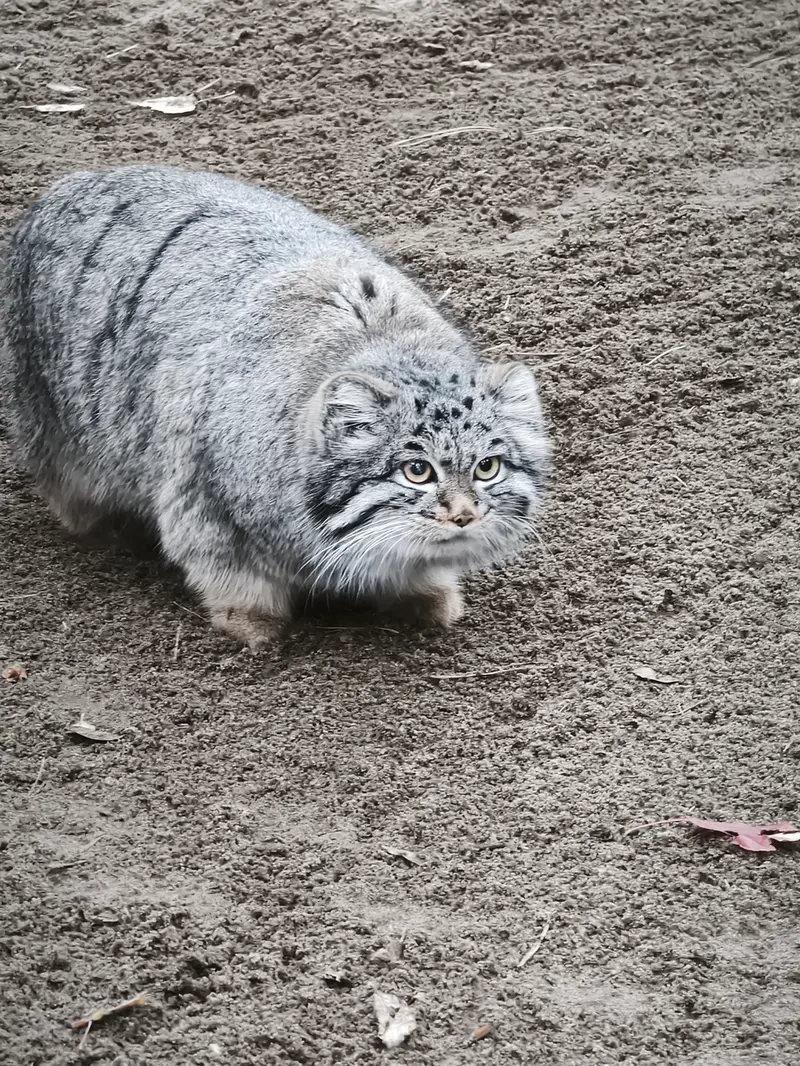 ノヴォシビルスク動物園のカトゥンの写真