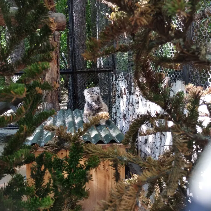 ノヴォシビルスク動物園のゼレノゴルスクの写真