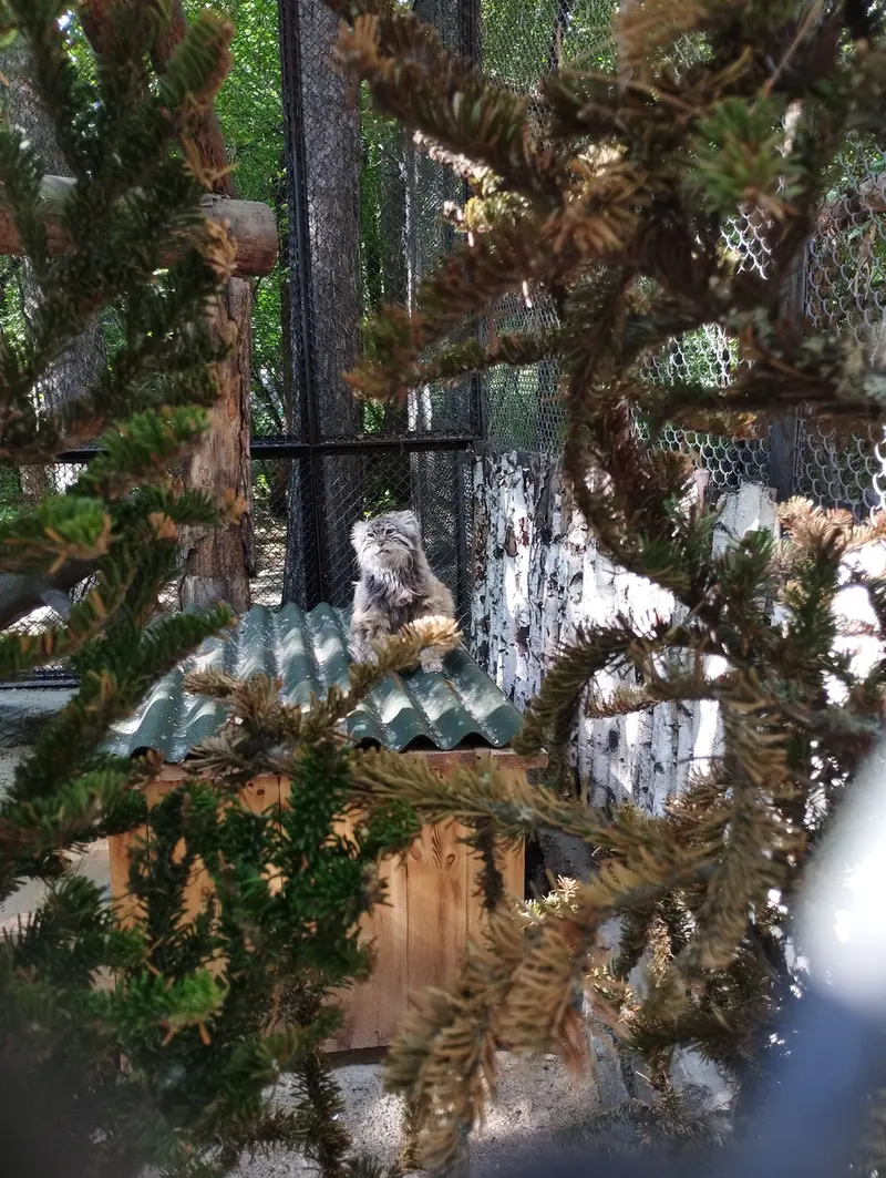 ノヴォシビルスク動物園のゼレノゴルスクの写真