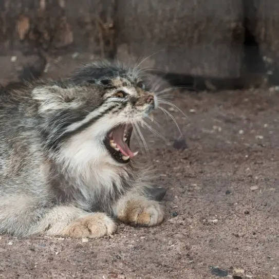 レニングラード動物園のスノークの写真