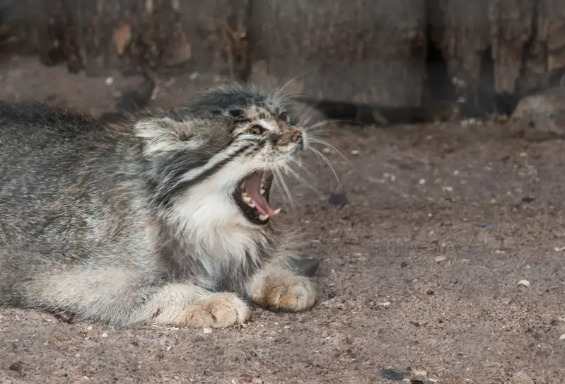レニングラード動物園のスノークの写真