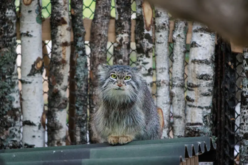 ノヴォシビルスク動物園のスネジンカの写真