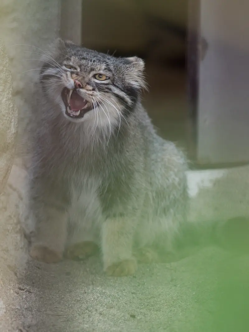 野毛山動物園のフィーガの写真