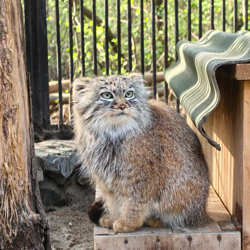 ノヴォシビルスク動物園のガビの写真