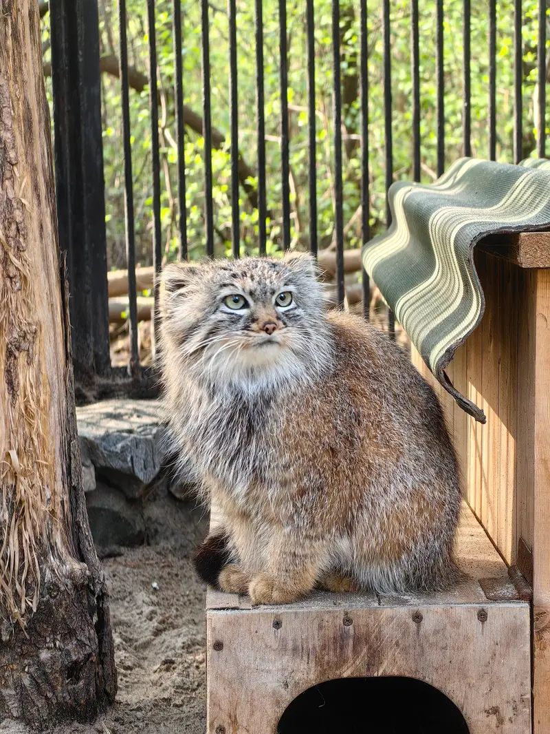 ノヴォシビルスク動物園のガビの写真