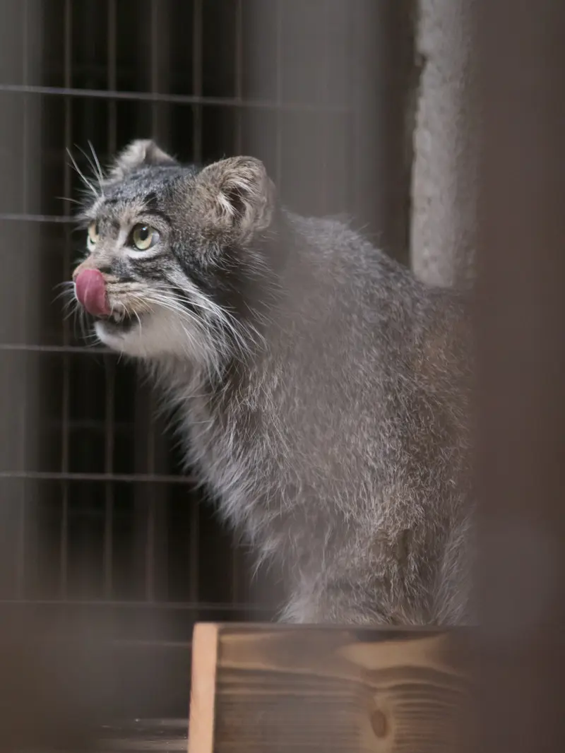 野毛山動物園のフィーガの写真