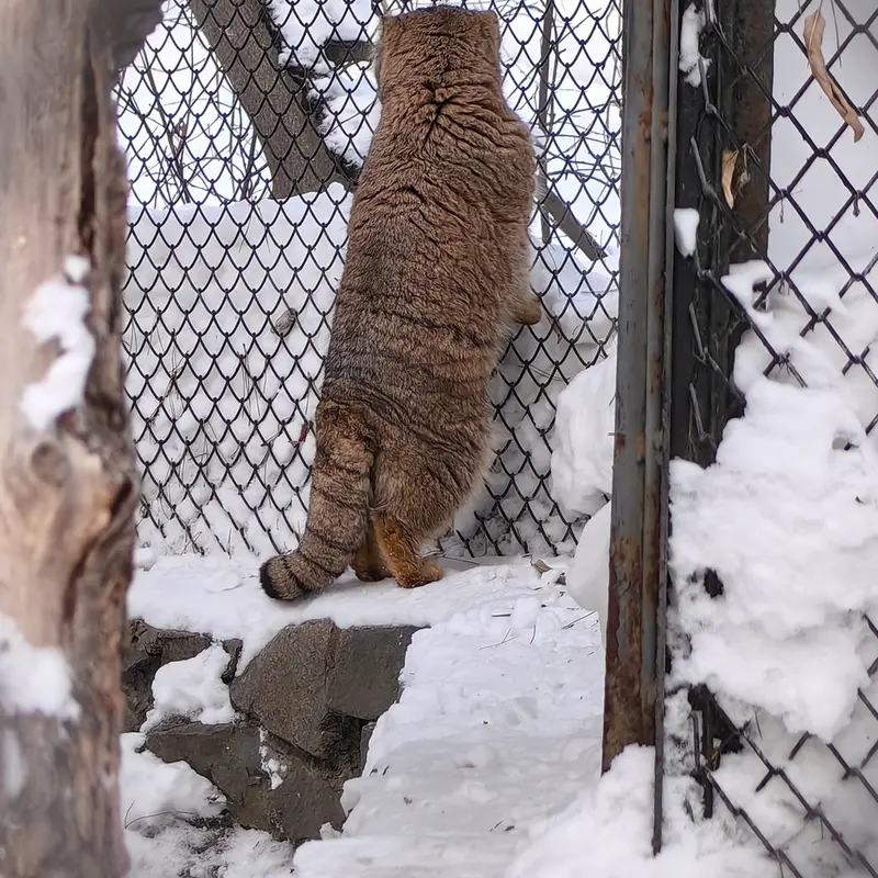 ノヴォシビルスク動物園のアチの写真
