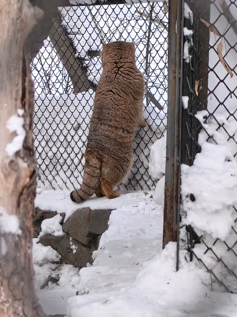 ノヴォシビルスク動物園のアチの写真